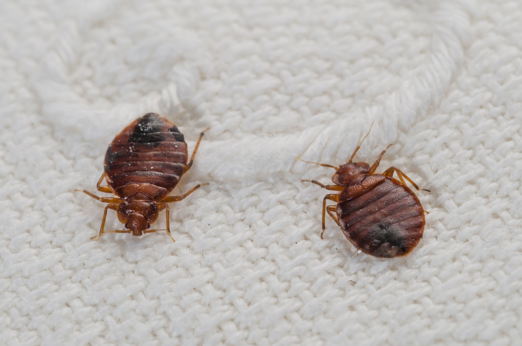 what happens when you squish a bed bug