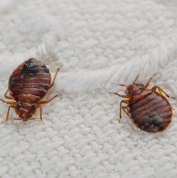 close up photo of bed bugs