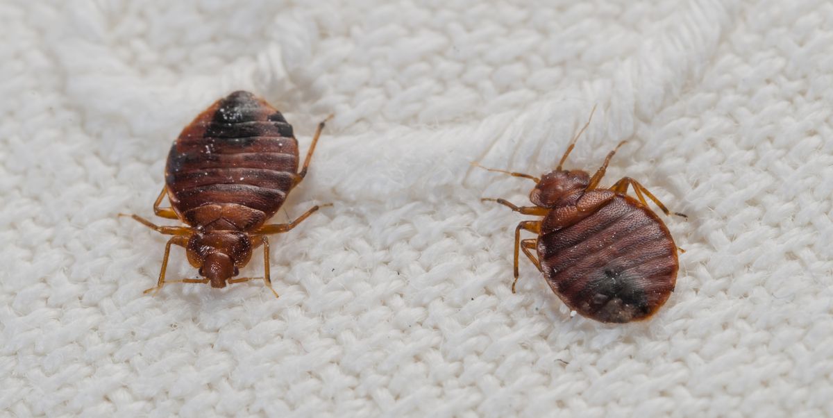 Facts About Bedbugs: When They Come Out & How to Find Them ...