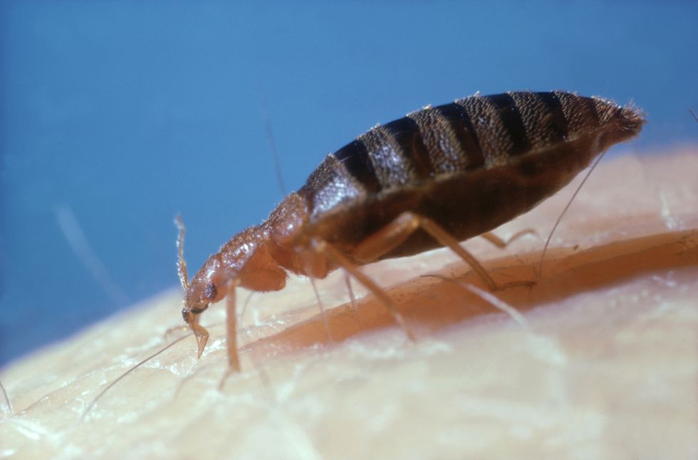 How to Identify and Get Rid of Bed Bugs, how to look for bed bugs