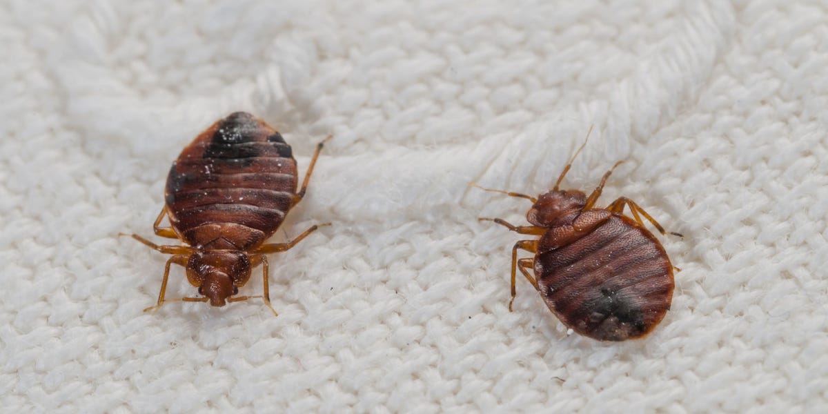 Facts About Bedbugs How To Find Bedbugs
