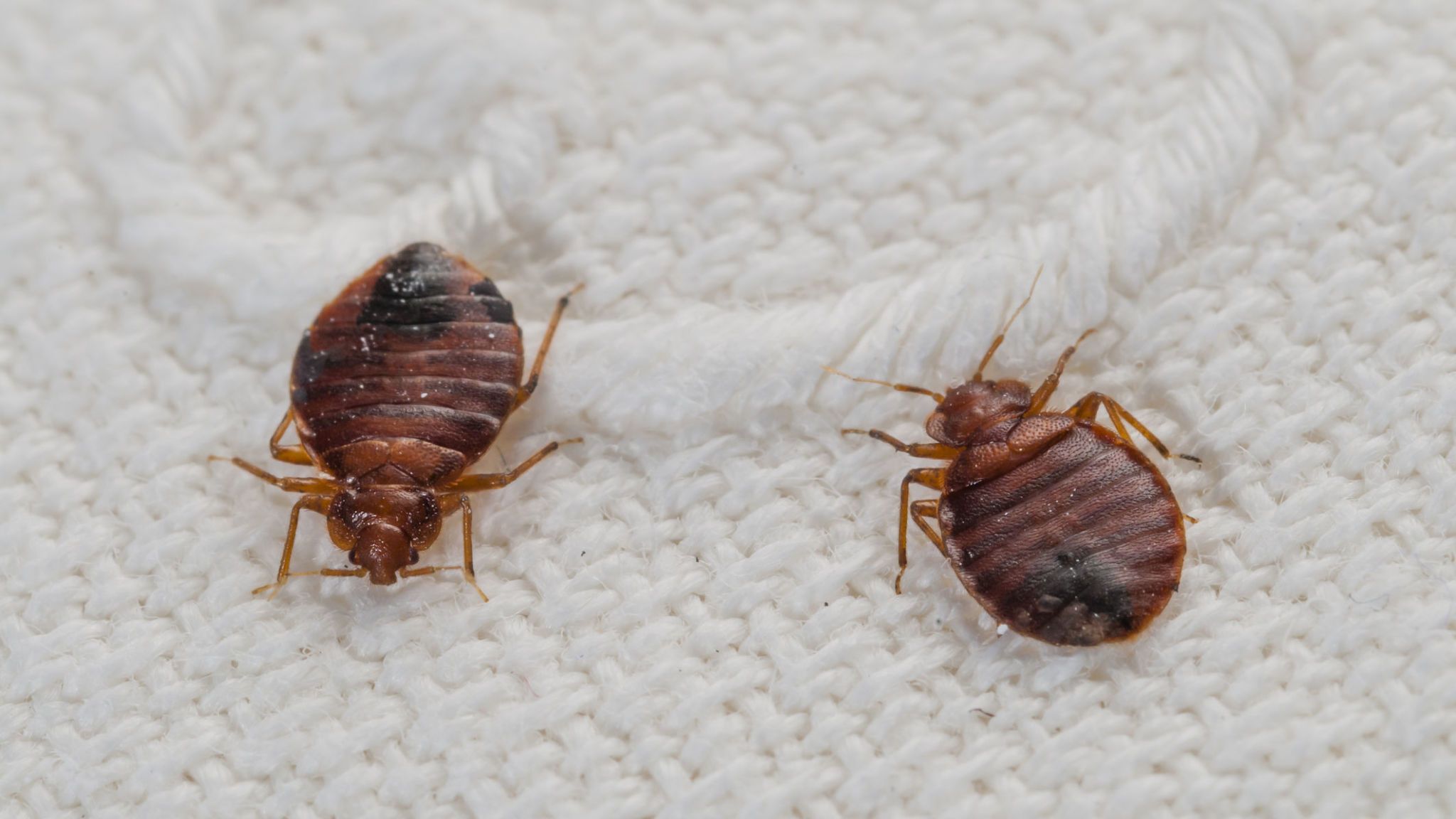 Facts About Bedbugs When They Come Out