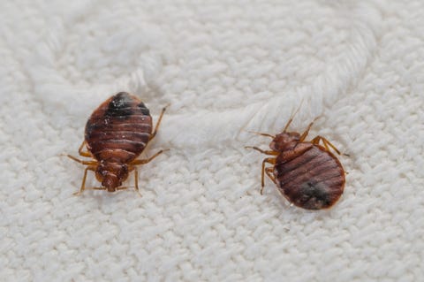 Image result for Learn How To Get Rid of Bed Bugs