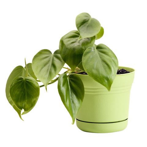 Flowerpot, Basil, Leaf, Plant, Flower, Houseplant, Herb, Vegetable, Ocimum, Food, 
