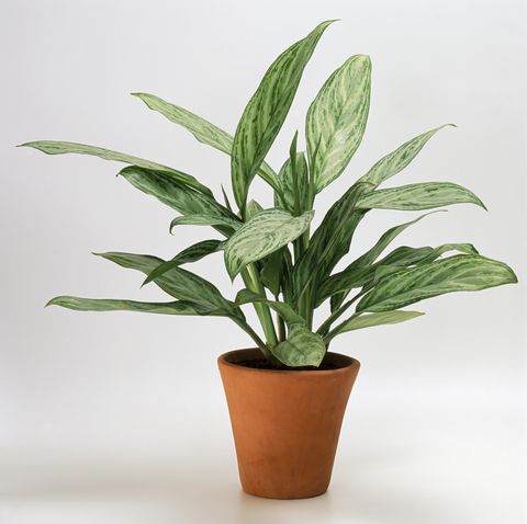 Flowerpot, Leaf, Botany, Houseplant, Interior design, Plant stem, Herbaceous plant, Vase, 