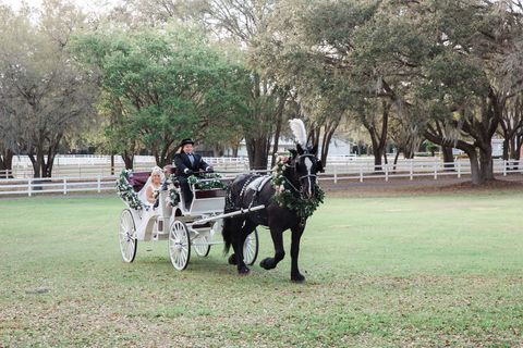 Horse, Horse and buggy, Carriage, Horse harness, Vehicle, Horse tack, Rein, Cart, Bridle, Pack animal, 