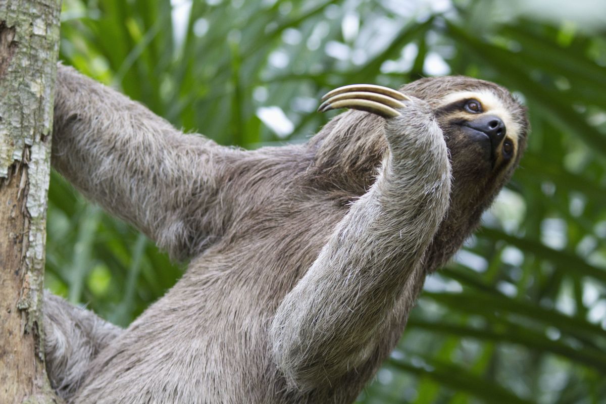 Vertebrate, Three-toed sloth, Sloth, Wildlife, Terrestrial animal, Two-toed sloth, Tree, Plant, 
