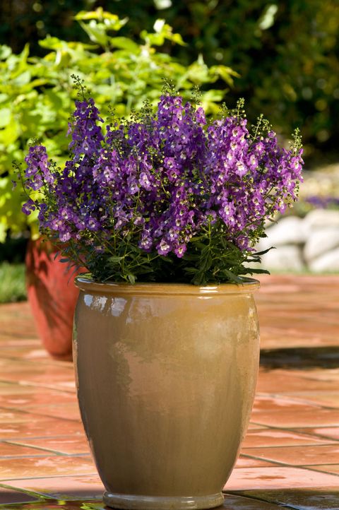 Flowerpot, Plant, Flower, Purple, Lavender, Shrub, Violet, Garden, Vase, Artifact, 