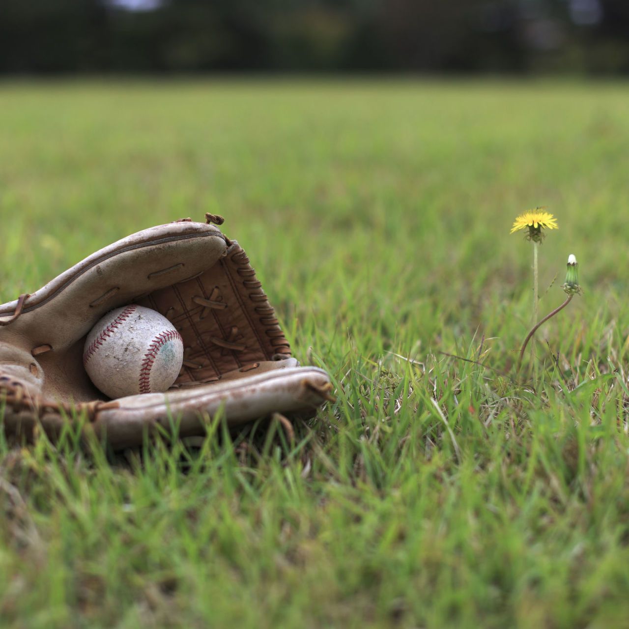 Grass, Baseball glove, Tree, Plant, Personal protective equipment, Grassland, 