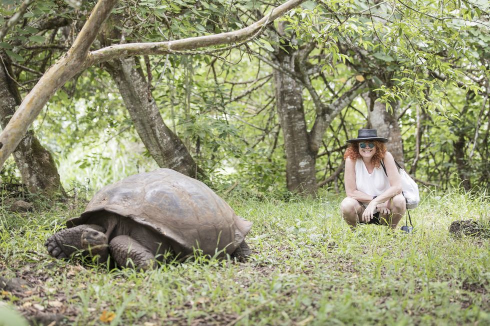 Tortoise, Galápagos tortoise, Turtle, Reptile, Chelonoidis, Plant community, Nature reserve, Adaptation, Pond turtle, Wildlife, 