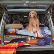 Dog, Canidae, Vehicle, Car, Sporting Group, Carnivore, Vehicle door, Setter, Dog breed, Family car, 