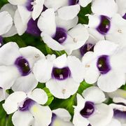 Petal, Purple, Flower, Violet, White, Lavender, Flowering plant, Spring, Annual plant, Pedicel, 