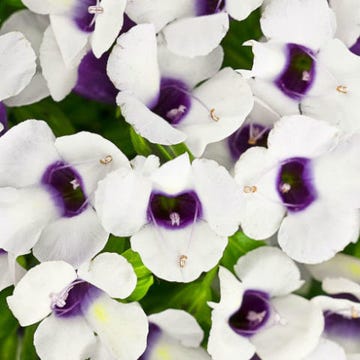 Petal, Purple, Flower, Violet, White, Lavender, Flowering plant, Spring, Annual plant, Pedicel, Petal, Purple, Flower, Violet, White, Lavender, Flowering plant, Spring, Annual plant, Pedicel,