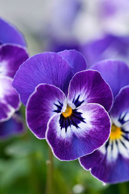 Flower, Flowering plant, Petal, Violet, Pansy, Purple, Plant, wild pansy, Viola, Violet family, 