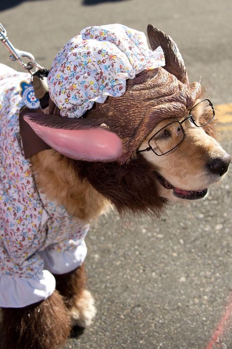 35 Funny Dog Halloween Costumes - Cute Ideas for Pet Costumes