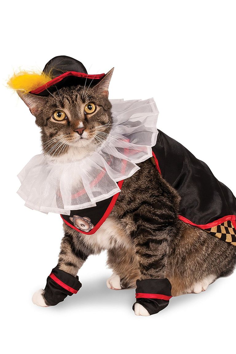 30 Pet Cat Halloween Costumes 2017 - Cute Ideas for Cat Costumes