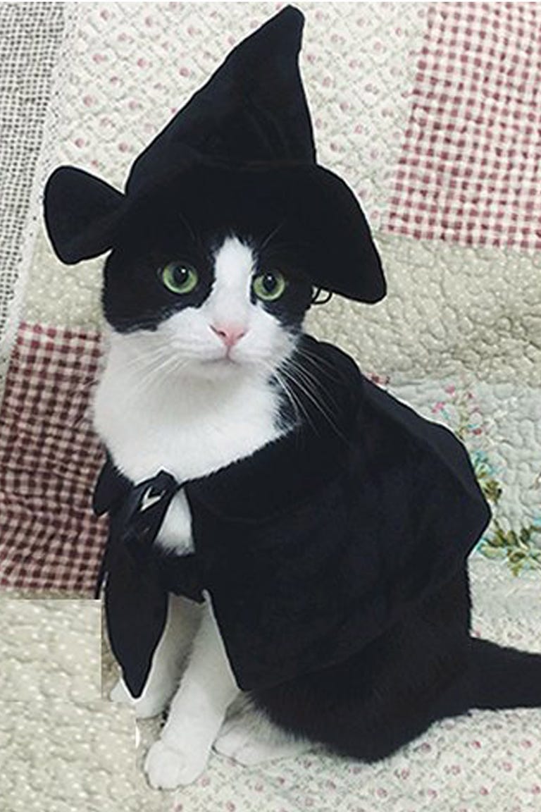 30 Pet Cat Halloween Costumes 2017 - Cute Ideas for Cat Costumes