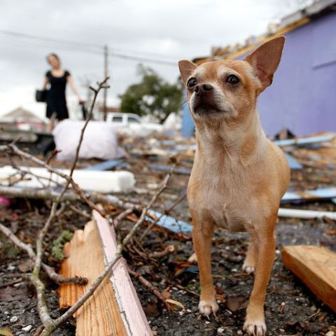 pet rescue after natural disaster