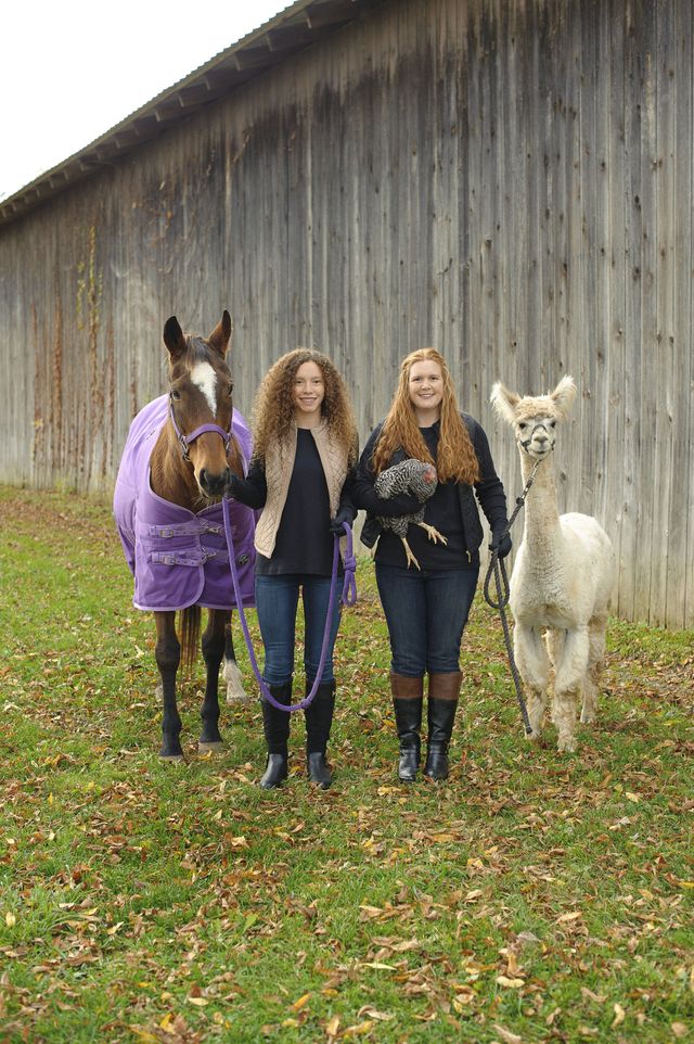 Horse, Pasture, Farm, Grass, Livestock, Fun, Rural area, Pack animal, Plant, Mare, 