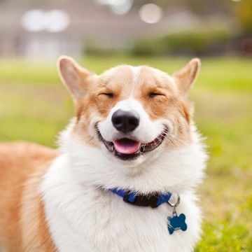 corgi-smiling-dog-pet-portrait