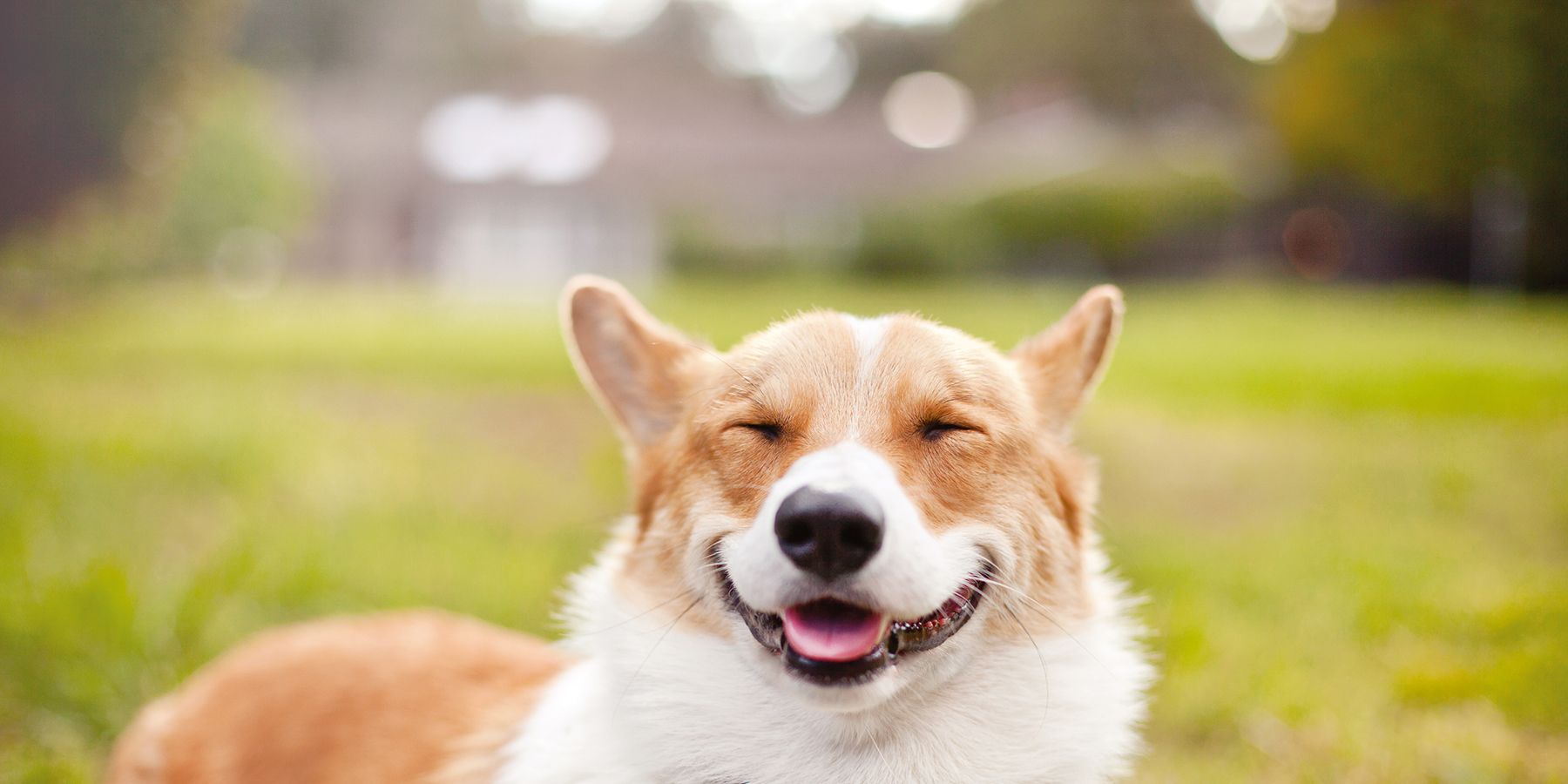 smiling animal images