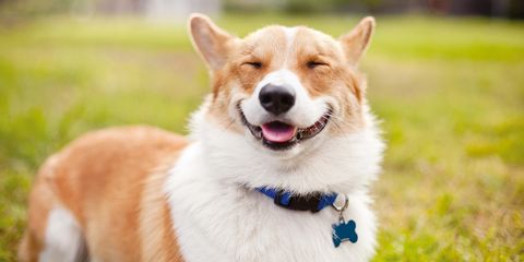 corgi-smiling-dog-pet-portrait