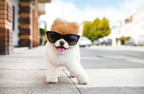 Boo the Pomeranian Boo the Pomeranian smiles for a pet portrait with sunglasses.