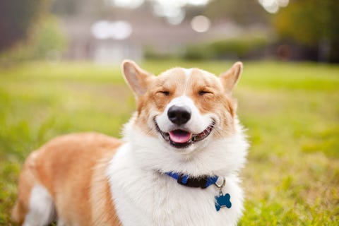 Cola the Corgi Cola the Corgi smiles for a pet portrait in a field.