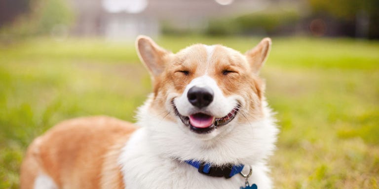Smiling Hot Dog Smiling Hot Dog