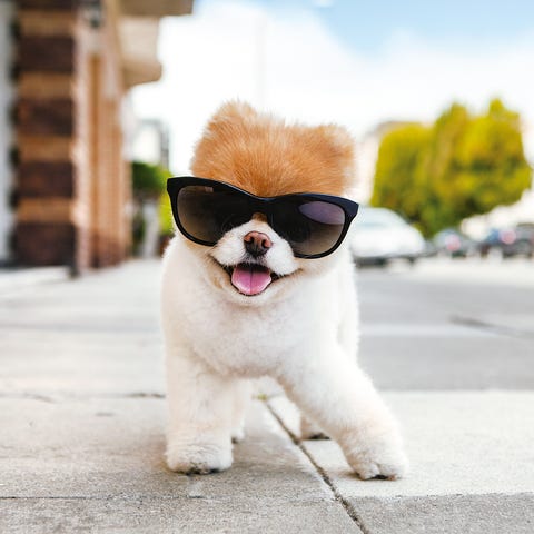 17 Funny Dogs To Brighten Your Day - Cute Dog Photos 17 Funny Dogs To Brighten Your Day - Cute Dog Photos