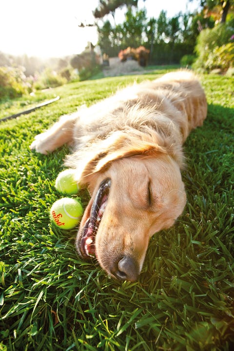 Jackson the Golden Retriever Jackson the Golden Retriever smiles for a pet portrait with a tennis ball.