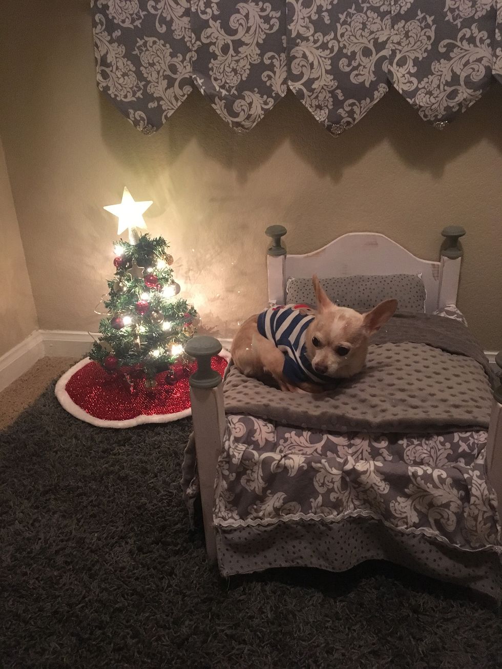 Christmas tree, Christmas, Canidae, Room, Dog, Tree, French bulldog, Interior design, Fawn, Christmas decoration, 