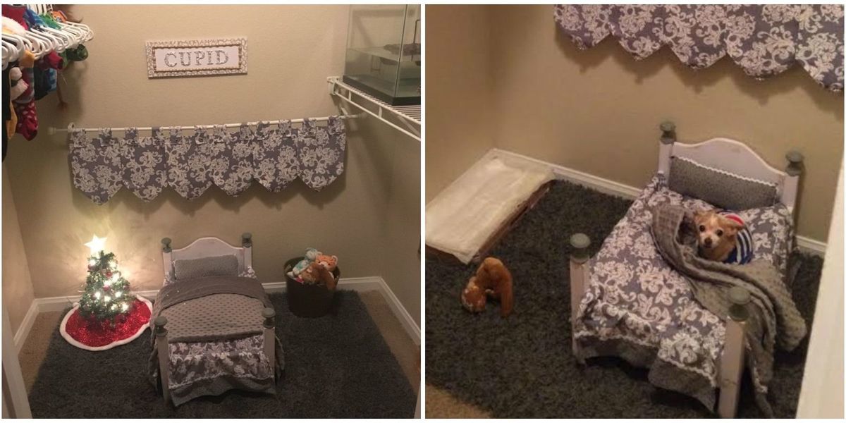 dog bedroom