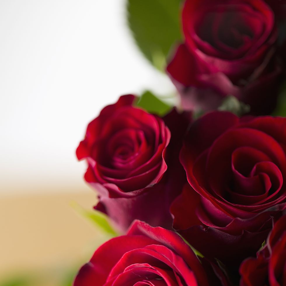 Pretty flowers - Gorgeous red rose