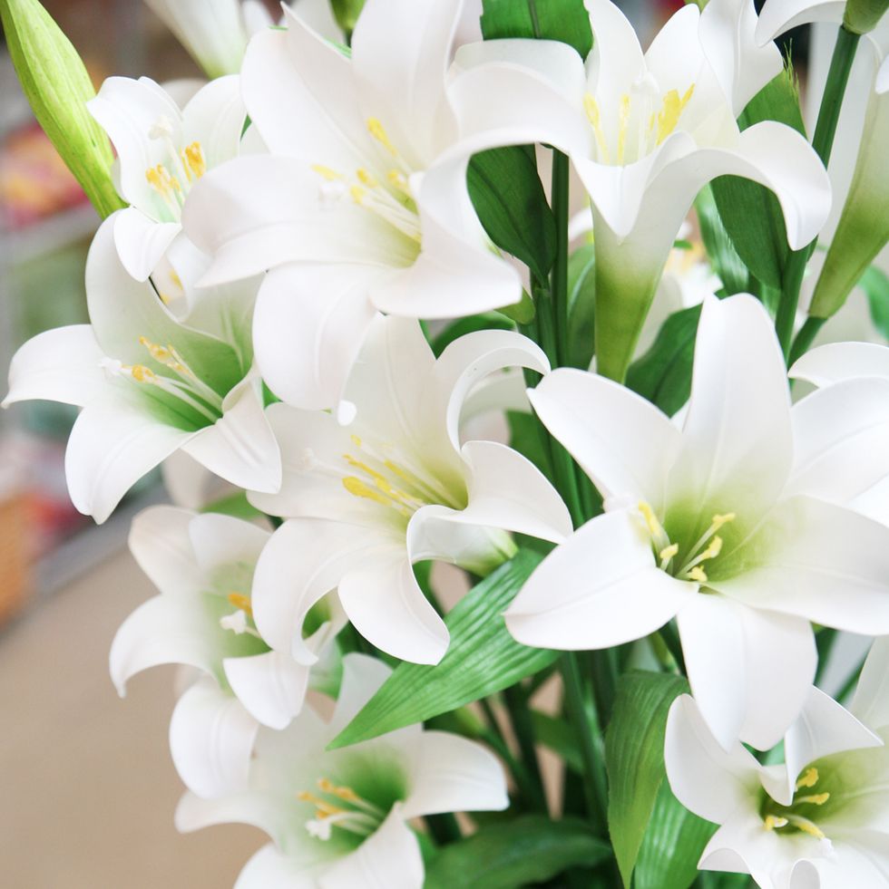 flower meanings casa blanca lilies