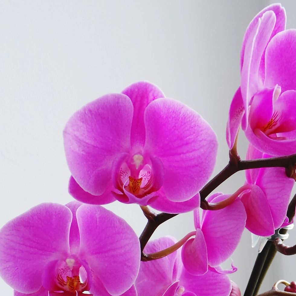 flower meanings orchids