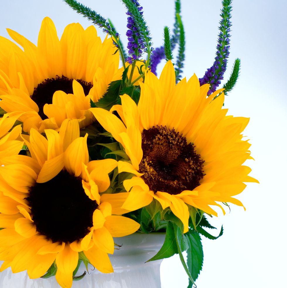 flower meanings sunflowers
