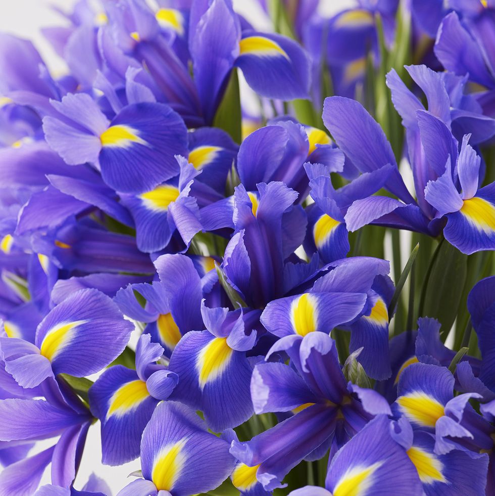 flower meanings irises