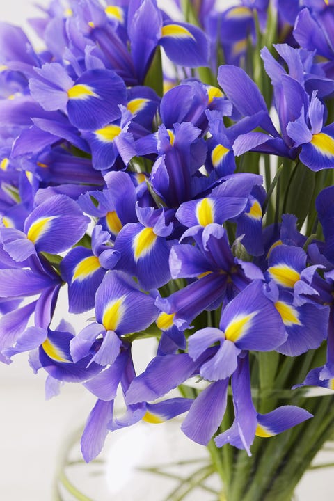 16 Romantic Flower Meanings Symbolism Of Different Kinds Of Flowers Woman S Day 16 Romantic Flower Meanings Symbolism Of Different Kinds Of Flowers Woman S Day