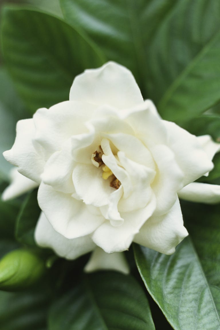 Gardenias gardenias