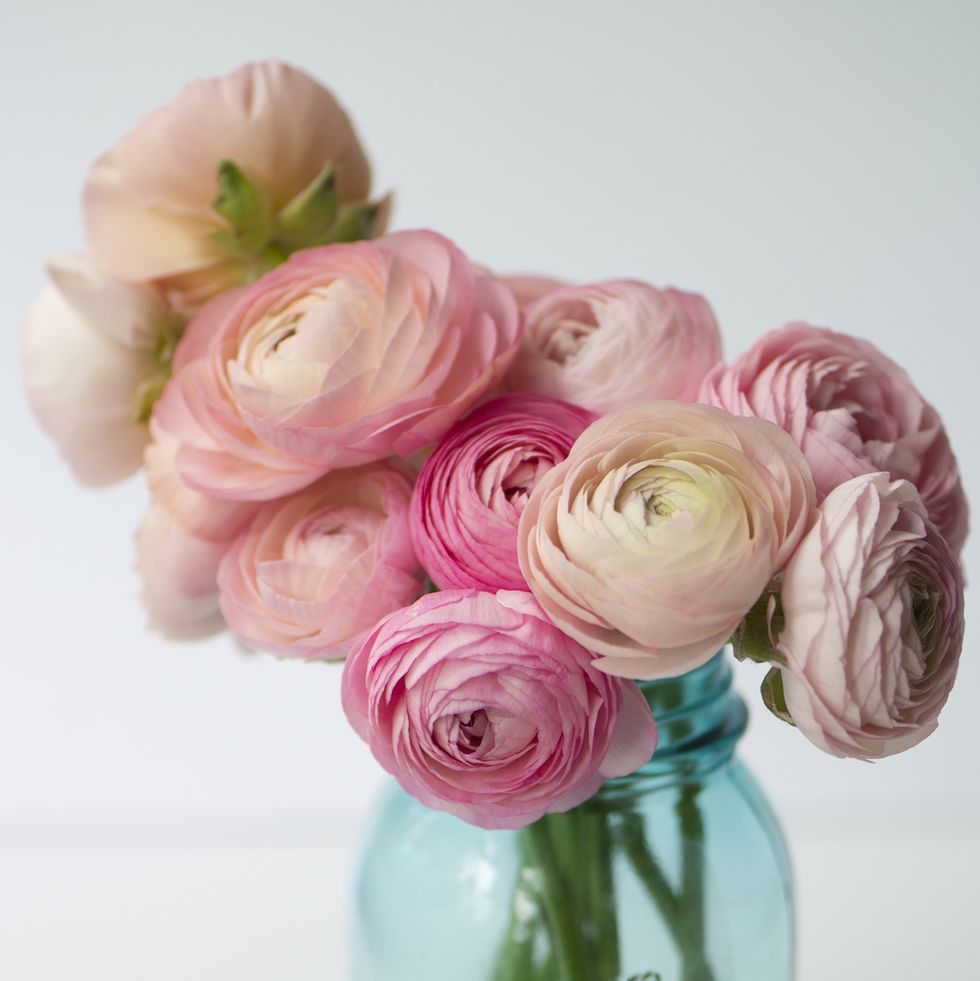 30 Special Rose Color Meanings - Beautiful Flowers for Valentine's Day