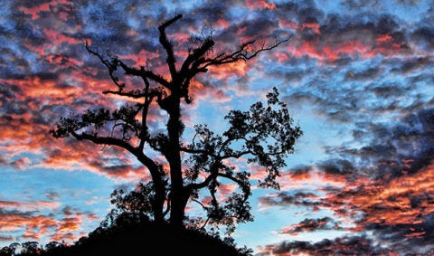 Branch, Nature, Sky, Cloud, Colorfulness, Tree, Dusk, Atmosphere, Woody plant, Afterglow, 