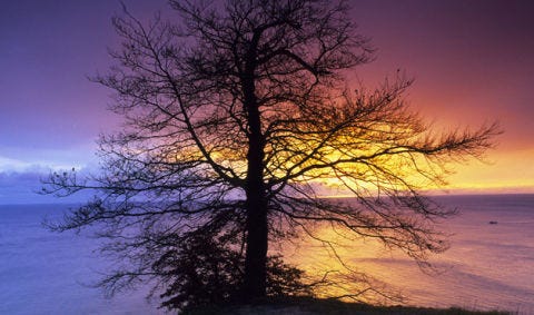 Branch, Sky, Dusk, Twig, Evening, Purple, Natural landscape, Atmosphere, Sunset, Woody plant, Branch, Sky, Dusk, Twig, Evening, Purple, Natural landscape, Atmosphere, Sunset, Woody plant,