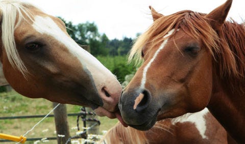 What Animals Sound Like In Different Languages At