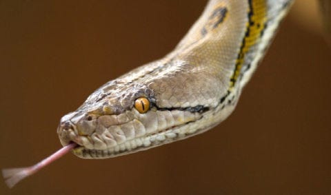 What Animals Sound Like in Different Languages at WomansDay.com