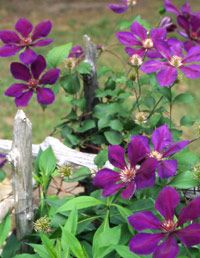 Nature, Petal, Plant, Flower, Purple, Magenta, Flowering plant, Botany, Violet, Wildflower, 