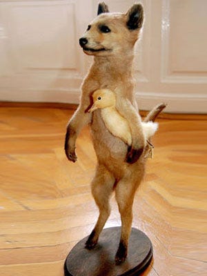 real stuffed animals taxidermy