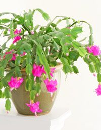 Recommended Indoor House Plants at WomansDay.com - Common ...