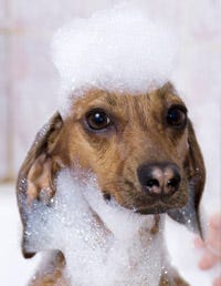 Dog breed, Skin, Vertebrate, Dog, Carnivore, Mammal, Snout, Iris, Whiskers, Companion dog, 