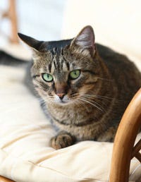 Brown, Whiskers, Vertebrate, Carnivore, Cat, Small to medium-sized cats, Felidae, Mammal, Snout, Terrestrial animal, 